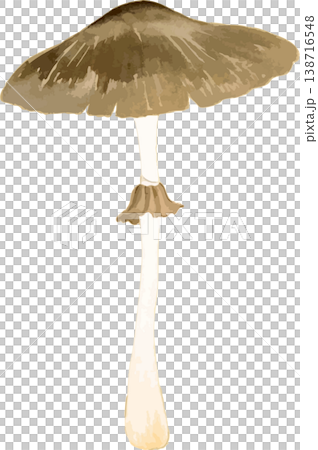 Natural history illustration material of Parasol Mushroom (Macrolepiota procera) 138716548