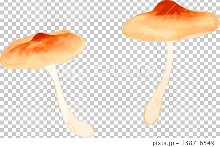 Natural history illustration material of Onigai (demon lid) 138716549