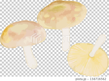 矮生蘑菇(Lyophyllum decastes)的自然歷史插圖。 矮生蘑菇(Lyophyllum decastes)的自然歷史插圖。 138716562