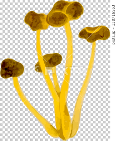 油菇（姬菇）的自然史插圖 138716563