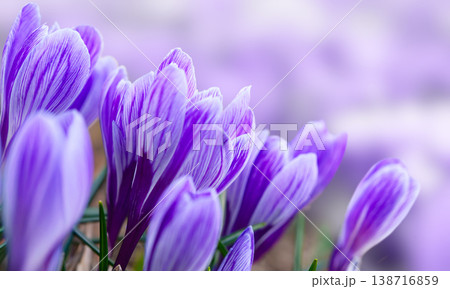 Purple crocus flowers bloom in spring Purple crocus flowers bloom in spring 138716859