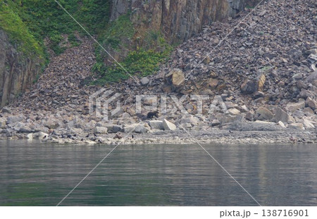 北海道斜里町　知床半島でクルーズ船からヒグマウォッチング 138716901