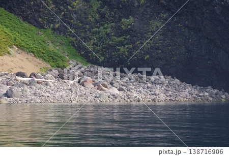 北海道斜里町　知床半島でクルーズ船からヒグマウォッチング 138716906