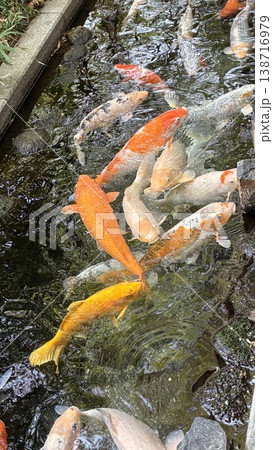 餌に群がる鯉の写真 餌に群がる鯉の写真 138716979