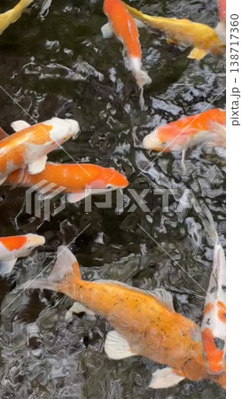オレンジ色と黄色の多様な模様の鯉たちの屋外の遊泳写真 138717360