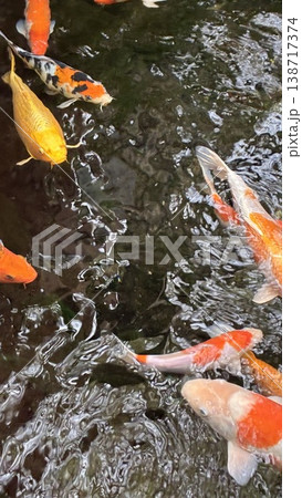 鯉の遊泳の写真 鯉の遊泳の写真 138717374