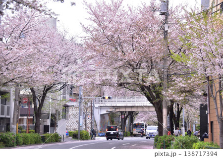 中野区中野通りの桜並木と片山陸橋 中野区中野通りの桜並木と片山陸橋 138717394