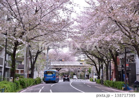 中野区中野通りの桜並木と片山陸橋 138717395