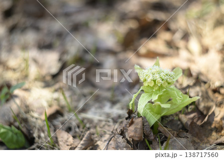 ふきのとう 138717560