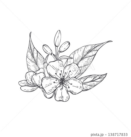 Apple blossom branch drawing. Fruit tree flower with leaf hand drawn monochrome vector illustration. Spring botanical sketch for food packaging, organic cosmetic design, wedding invitation 138717833