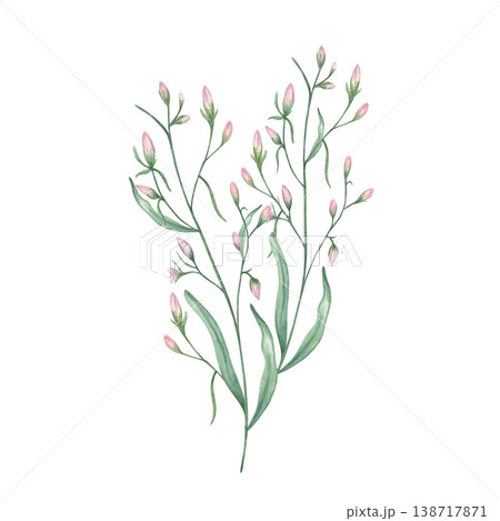 Watercolor pink flower buds on green stem illustration on isolated background. Botanical drawing of wild plant for wedding invitation or greeting card design. Hand painted floral element Watercolor pink flower buds on green stem illustration on isolated background. Botanical drawing of wild plant for wedding invitation or greeting card design. Hand painted floral element 138717871