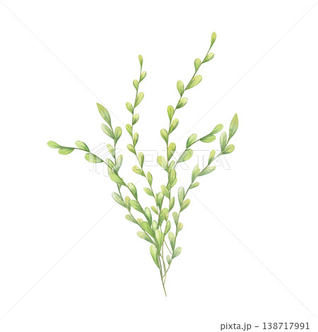 Watercolor green herb branch bouquet illustration. Spring botanical isolated sketch with meadow leaves for eco design. Natural element for greeting card, decoration and Easter celebration Watercolor green herb branch bouquet illustration. Spring botanical isolated sketch with meadow leaves for eco design. Natural element for greeting card, decoration and Easter celebration 138717991