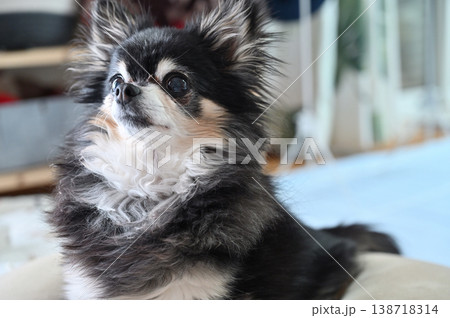 リビングで過ごす高齢犬　ロングコートチワワ 138718314
