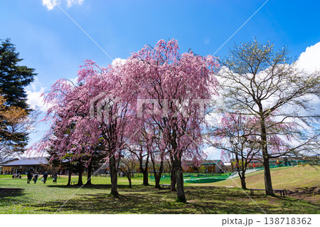 軽井沢アウトレット　桜の風景　長野県北佐久郡軽井沢町軽井沢 138718362