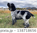 イングリッシュコッカースパニエル 138718656