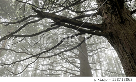 深い霧に包まれた杉林の静寂・幻想的な薄明りの風景 138718862