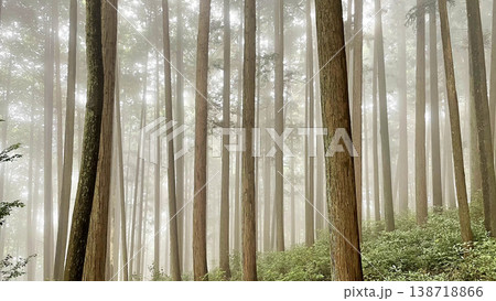 深い霧に包まれた杉林の静寂・幻想的な薄明りの風景 深い霧に包まれた杉林の静寂・幻想的な薄明りの風景 138718866