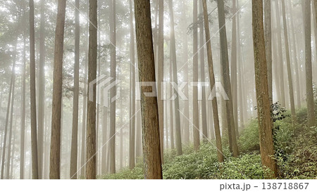 深い霧に包まれた杉林の静寂・幻想的な薄明りの風景 深い霧に包まれた杉林の静寂・幻想的な薄明りの風景 138718867