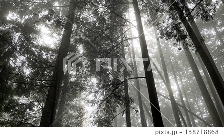 深い霧に包まれた杉林の静寂・幻想的な薄明りの風景 138718868
