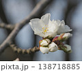 桜の花 138718885