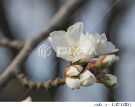 桜の花 138718885