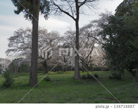 桜のある風景 138718887