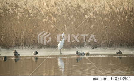 Hwarang Lake 138718904