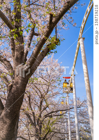 春のmeitoこどもランド・とだがわ、満開の桜とサイクルモノレール〈愛知県名古屋市〉 春のmeitoこどもランド・とだがわ、満開の桜とサイクルモノレール〈愛知県名古屋市〉 138719218