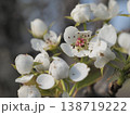 白い梨の花 138719222