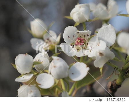 白い梨の花 138719222