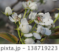 白い梨の花 138719223