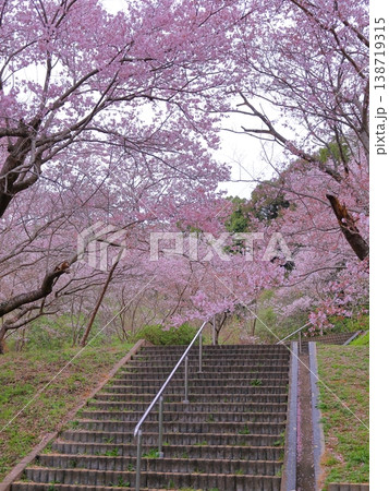 公園のエドヒガンザクラと階段 公園のエドヒガンザクラと階段 138719315