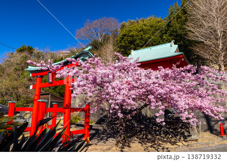 静岡県賀茂郡松崎町岩地　朱色が印象的な諸石神社の鳥居と本殿と、ピンクが鮮やかな満開の河津桜 138719332