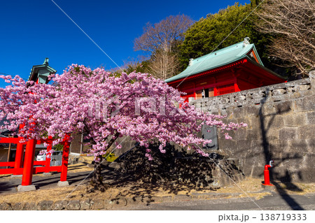 静岡県賀茂郡松崎町岩地 朱色が印象的な諸石神社の鳥居と本殿と、ピンクが鮮やかな満開の河津桜 静岡県賀茂郡松崎町岩地 朱色が印象的な諸石神社の鳥居と本殿と、ピンクが鮮やかな満開の河津桜 138719333