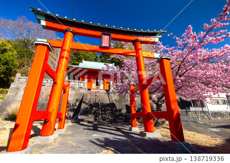 静岡県賀茂郡松崎町岩地　朱色が印象的な諸石神社の鳥居と本殿と、ピンクが鮮やかな満開の河津桜 138719336