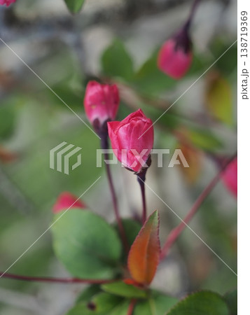 ハナカイドウの蕾  138719369