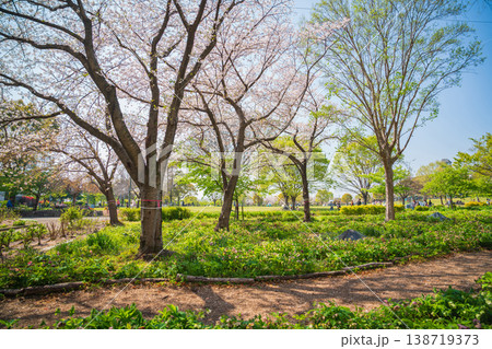 春の農業文化園・戸田川緑地、満開の桜〈愛知県名古屋市〉 春の農業文化園・戸田川緑地、満開の桜〈愛知県名古屋市〉 138719373