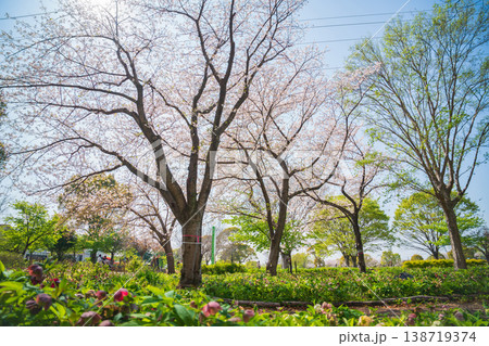 春の農業文化園・戸田川緑地、満開の桜〈愛知県名古屋市〉 138719374