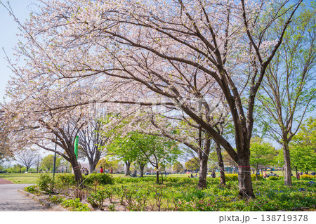 春の農業文化園・戸田川緑地、満開の桜〈愛知県名古屋市〉 138719378