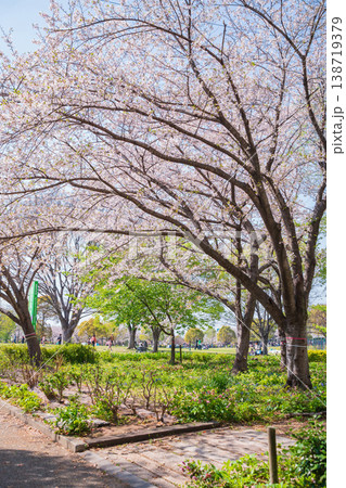 春の農業文化園・戸田川緑地、満開の桜〈愛知県名古屋市〉 春の農業文化園・戸田川緑地、満開の桜〈愛知県名古屋市〉 138719379