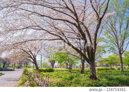 春の農業文化園・戸田川緑地、満開の桜〈愛知県名古屋市〉 138719381