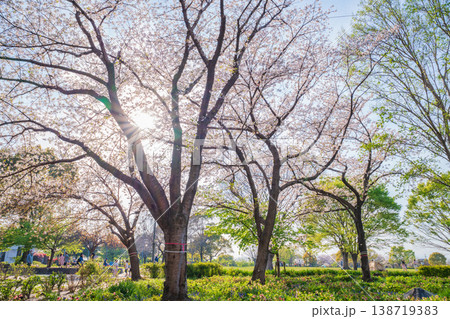 春の農業文化園・戸田川緑地、満開の桜〈愛知県名古屋市〉 138719383