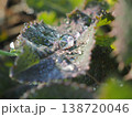 朝露に濡れる葉 138720046