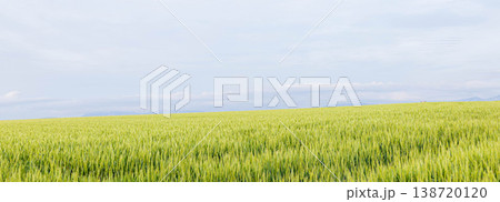 初夏の曇り空の下北海道美瑛町の丘でざわざわと揺れる青麦畑 138720120