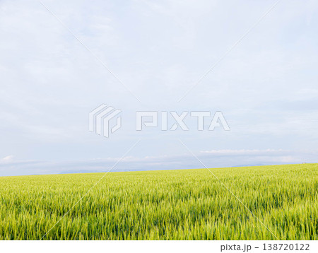 初夏の曇り空の下北海道美瑛町の丘でざわざわと揺れる青麦畑 138720122