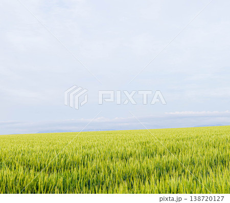 初夏の曇り空の下北海道美瑛町の丘でざわざわと揺れる青麦畑 初夏の曇り空の下北海道美瑛町の丘でざわざわと揺れる青麦畑 138720127