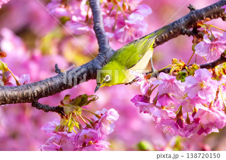 静岡県沼津市井田 ピンクが鮮やかな早咲きの河津桜とメジロ 静岡県沼津市井田 ピンクが鮮やかな早咲きの河津桜とメジロ 138720150