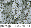 白いユキヤナギの花 138720151