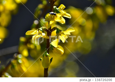 連翹の花 連翹の花 138720200