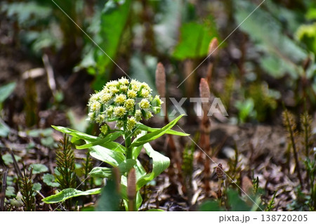 蕗の薹 蕗の薹 138720205